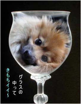 gurasuin